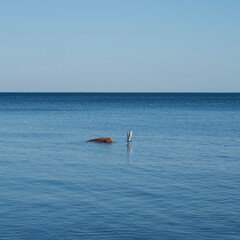 Fototapeta premium seagull in flight