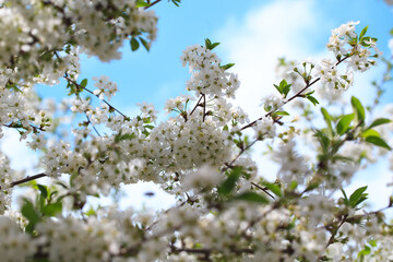 Flowering cherry against a blue sky. Cherry blossoms. Spring background.