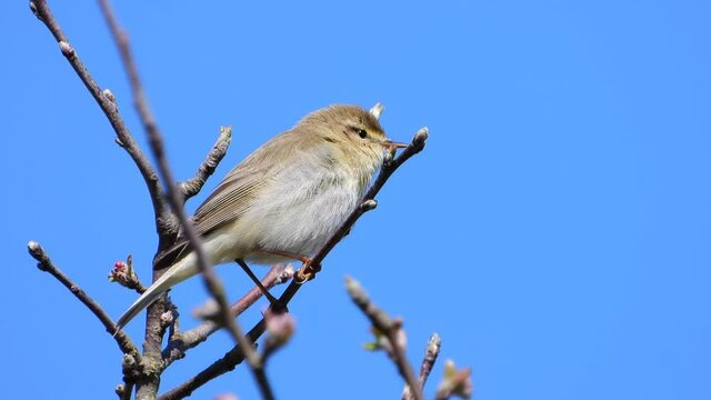  Fitis (Phylloscopus trochilus)