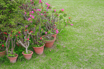 Fototapeta na wymiar Tropical plants in ceramic pots on the lawn. Flowerbed.
