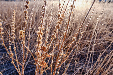 Fototapeta premium Ice crystals of ice on dry grass in the early morning.