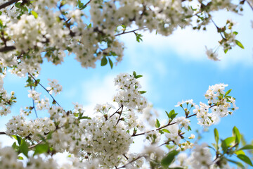 Fototapeta premium Flowering cherry against a blue sky. Cherry blossoms. Spring background.