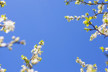 Beautiful flowering plum branches on a blue sky background.