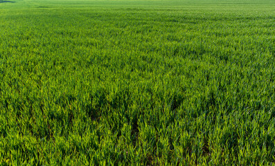 Young wheat plants in spring, green grass wheat in the field fill the frame