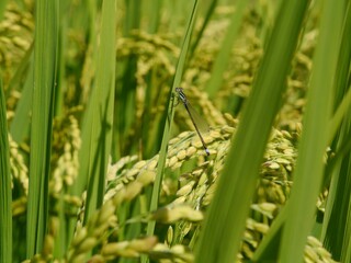 dragonfly in paddy field