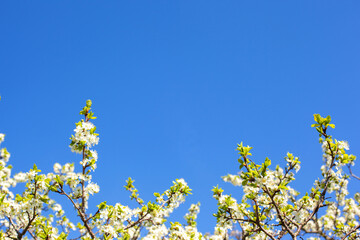 Flowering plum branches against the blue sky. Empty space for text