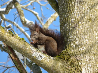 Europäisches Eichhörnchen im Baum 