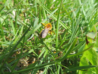 Biene voller Pollen im Gras