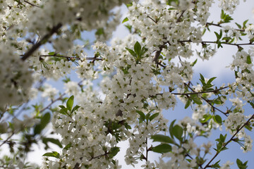 Flowering cherry against a blue sky. Cherry blossoms. Spring background.