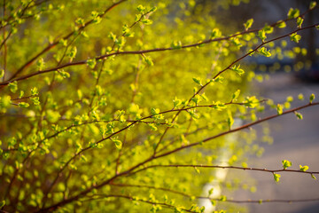 Beautiful spring nature - view of first green leaves on brunches of bush, growing in the garden. Selective focus. 