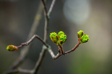 New spring buds and leafs on a branch of tree, growing in the garden - obrazy, fototapety, plakaty