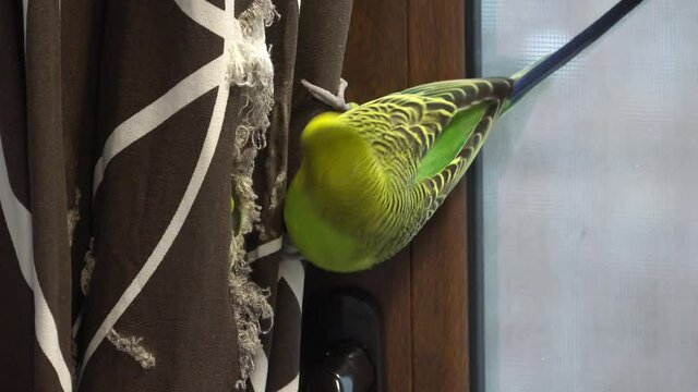 Pair of pretty budgerigar birds preparing to mate at home