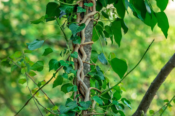 Wild ivy plant with green leaves covering trunk of tree, growing in a tropical forest
