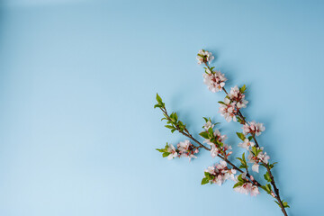 photo of spring white cherry blossom tree on pastel blue wooden background