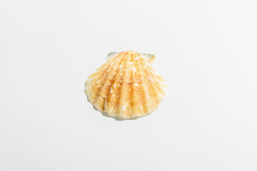 Single seashell isolated on white background