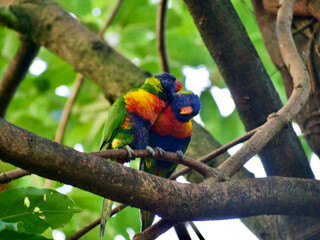 Vogelpaar (Loris) auf Ast