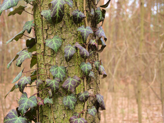 ivy growing on a tree in the forest - obrazy, fototapety, plakaty