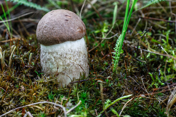 Cute penny bun mushroom is growing in the grass. The beautiful small brown cap of a cep is in the...