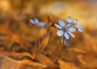 Kwiaty Przylaszczki ( Hepatica Nobiliss Mill ) 