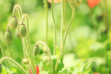 植物　ボタニカルイメージ