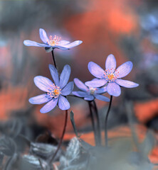 Kwiaty Przylaszczki (Hepatica Nobiliss Mill) Blue flowers