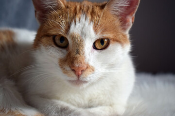 Rudo-biały kot - zdjęcie portretowe - obrazy, fototapety, plakaty
