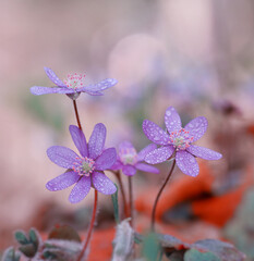 Kwiaty Przylaszczki  (Hepatica nobilis Mill.) 