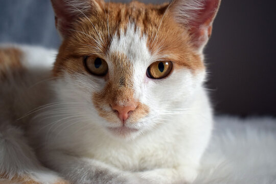 Rudo-biały kot - zdjęcie portretowe