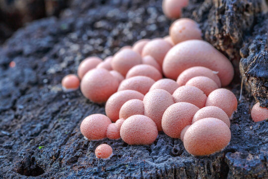 Lycogala epidendrum, commonly known as wolf's milk or groening's slime mold - slime molds are interesting organisms beetwen mushrooms and animals