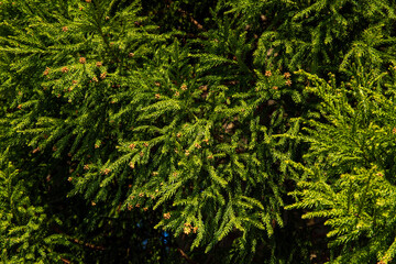 green grass background