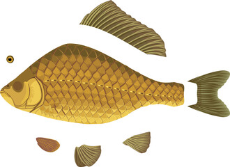 Different types fish fins isolated on white background. Illustration for biology lesson © Kazakova Maryia