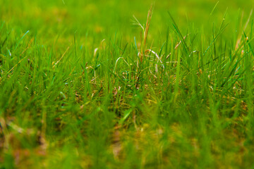 close-up shot. green grass. daylight saving time