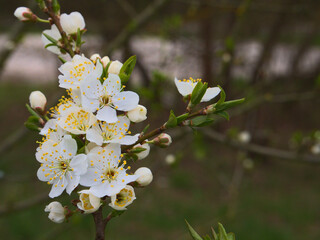 white flowers and buds on a fruit tree 