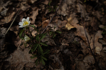 white flower on the ground