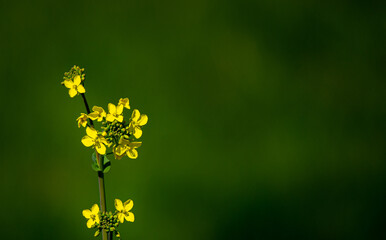 Yellow flowers against a green background