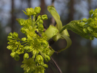 Green buds and leaves on a tree branch with an insect warming in the sun