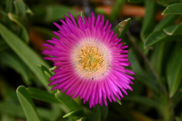 carpobrotus