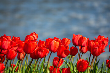 Red tulips against a blurred background