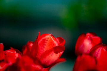 Red tulips against a blurred background