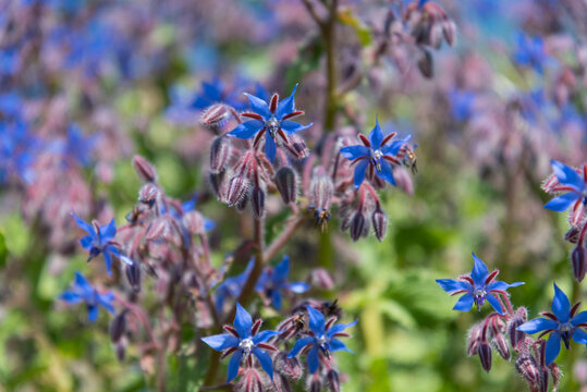 Fleurs de bourrache bleues mauves violettes