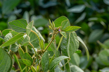 Soy flowers in sunny field. Green growing soybeans