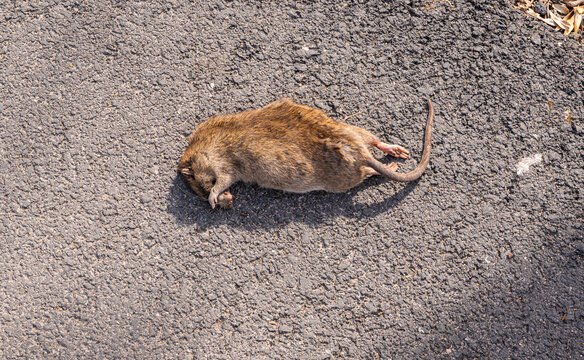 dead rat on street
