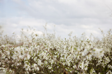 Blooming spring garden against the blue sky - white fragrant flowers on the branches with young foliage, the awakening of nature