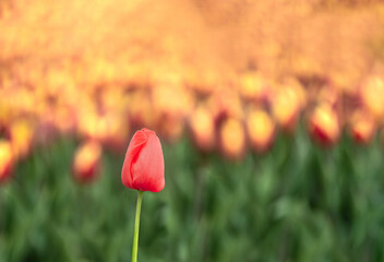 Isolated red tulip on a colored background