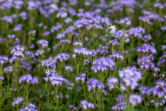 The field is blooming phacelia - a special honey plant for bees