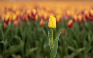 Isolated yellow tulip on a colored background