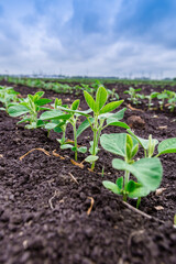 Fresh green soy plants on the field in spring. Rows of young soybean plants 