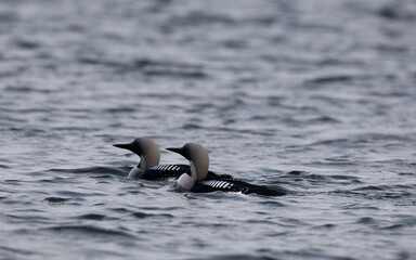Obraz premium Black throated loons in the Baltic seas