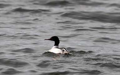 Common merganser swimming in the Baltic Sea 