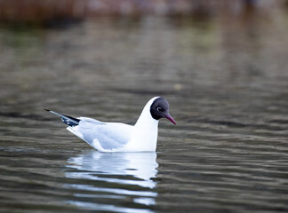 black headed gull